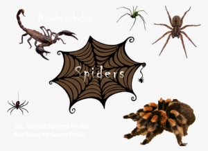 Spider Collage - Collage #4124135