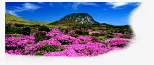 Jeju Island #4127110