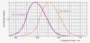 Al Desplazamiento Del Máximo De La Curva Al Disminuir - Vision Fotopica #4128903