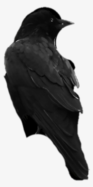 Bird Pngs - Raven #4129150