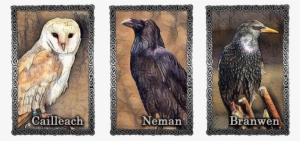 Raven-animalcompanions - Portable Network Graphics #4129215