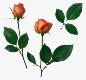 64 Images About Flower Png On We Heart It - Boa Noite De Realizacoes #4129454