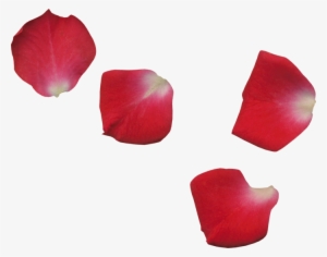 Scrap De Pétalos De Flores - Red Rose Leaf Png #4129563