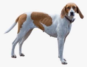 Appearance Of English Foxhound - English Foxhound Dog #4129710