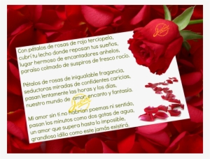 Entre Pétalos De Rosas - White Paper With Red Rose #4129714