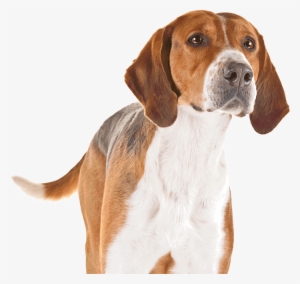 A English Foxhound - Caes De Caça Png #4129718