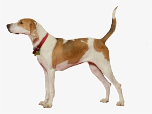 Looking For A Foxhound Puppy Or Dog In Nova Scotia - New York City #4129744