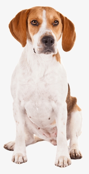 A Harrier - Dog #4129748