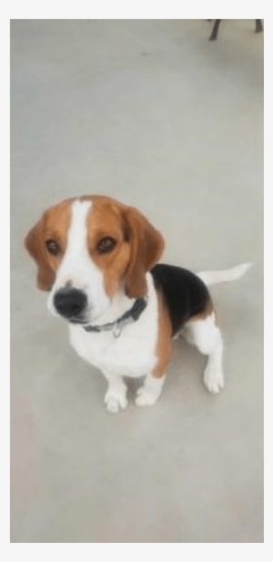 Photo Of Rocco - Beagle-harrier #4130212