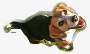 Dog Center - Hamiltonstövare #4130237