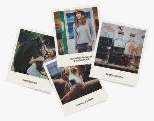 Shop Till You Drop - Treeing Walker Coonhound #4130416