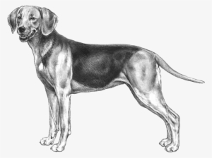 Schiller Hound #4130674