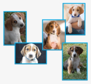 June 4, Adoption Fair - Beagle #4130860