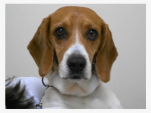 Cashua Veterinary Care #4131011