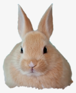 Babybunny Freetoedit Baby Bunny Babybunny Picsart Brus - Rabbit #4132327