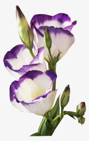 Explore Light Texture, Cover Pics And More - Lisianthus #4132905