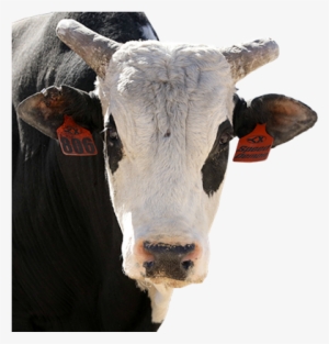 Speed Demon #4132911