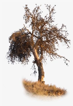 Png,pine,dry,pine Dry,brown,dry Branches,dried Leaves - Seco Png #4132985