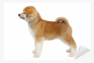 Pat Dog, Young Akita Inu Puppy Dog At White Background - Dog #4133043