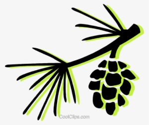 Pine Leaves And Pinecone #4133050