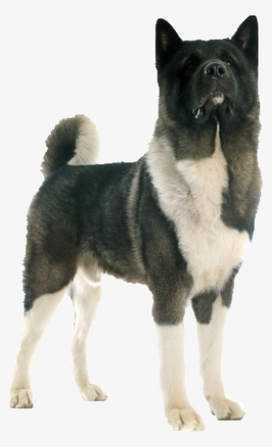 Beds, Collars And Accessories - Akita Transparent #4133075