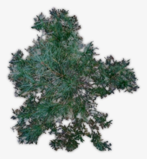 Pine Jhd-c - Terrain #4133154