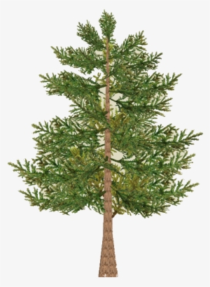 Pine Tree Branch Png Download - Red Pine #4133341 Pine Tree Branch Png Download - Red Pine #4133341