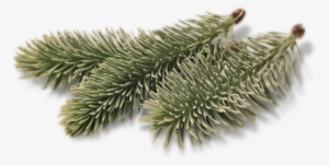 Book A Tour - Two Needle Pinyon Pine #4133456