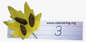 Math With Leaves And Pine Cones - Maple Leaf #4133459