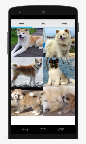 Akita Secrets: A Guide To Akita Training #4133630