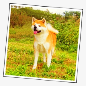 秋田犬会館 - Hokkaido #4133658