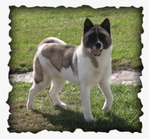 We Are Pleased To Introduce Our American Akita Rhea - Mackenzie River Husky #4133684
