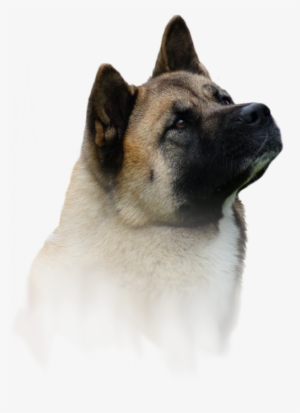 Akita Amerykańska / Hodowla Amartami Fci - Amartami Fci #4133742