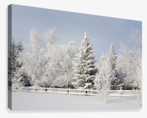 Trees Covered With Snow And Frost #4133896