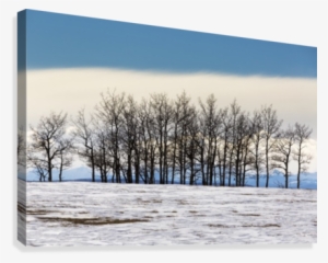 A Row Of Trees In A Snow Covered Field With A Bank - Calgary #4133977