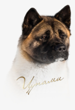 Tomo No Kimi Tsunami - Akita #4134023