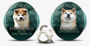 Seijitsu Japanese Akita Inu Litters - Dog #4134071