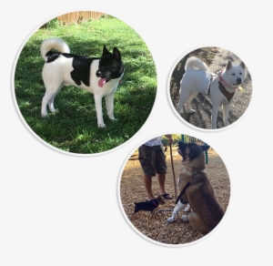 Blue Ridge Akitas - Blue Ridge Mountains #4134092