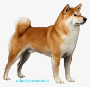 Akita On Virtualspecies - Shiba Inu Breed #4134136