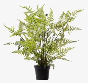 Potted Tree Fern #4136216