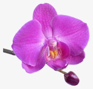 Traditional Thai Royal Massage - Turpial Venezolano El Turpial #4136654