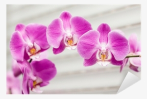 Стикери За Стена Орхидея #4136733