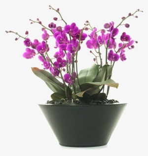 Send More Than Just Flowerssend Beverly Hills Orchids - Orchids #4136782