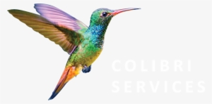 Colibri Png - Ruby-throated Hummingbird #4136814