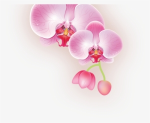 Wandsticker Wellness Spa, Orchideen Graz Design #4136872