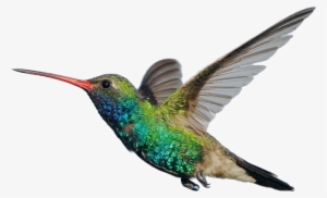 Scientific Classification And Surprising Facts - Colibri Real Png #4136876