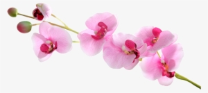 Butterfly Orchid Floating Element - Orchids #4136895