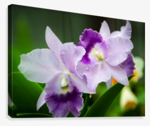Purple Orchid Flower Canvas Print - Printing #4136926