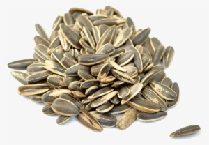 Sunflower Seeds Png Picture - Sunflower Seeds #4136931