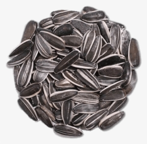 Food - Seeds - Sunflower Seed #4136959
